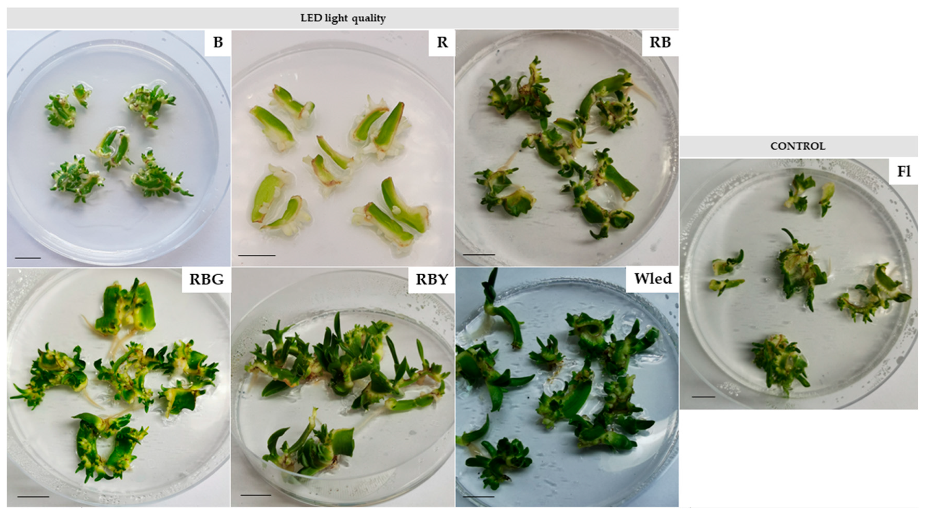 Agronomy 15 02197 g002