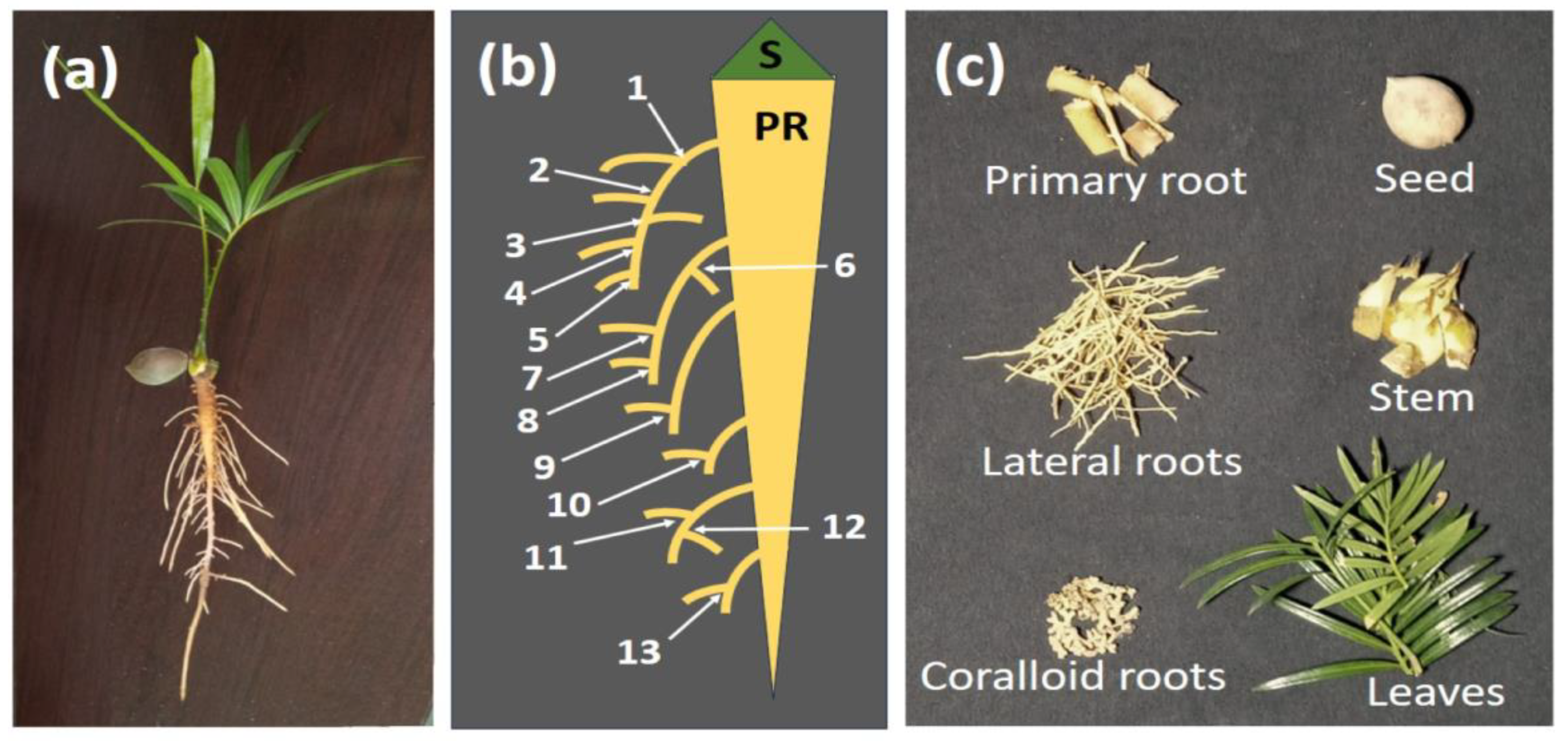 Agronomy 15 02280 g001