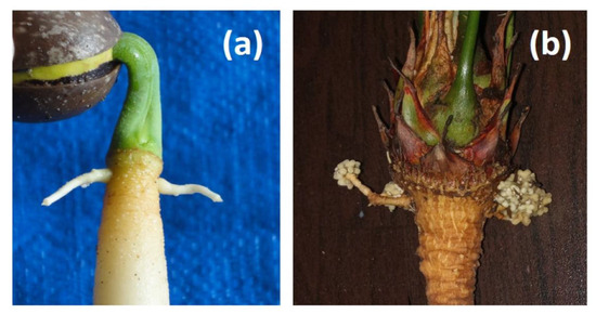 Agronomy 15 02280 g0a1