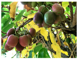 Agronomy 15 02283 i003