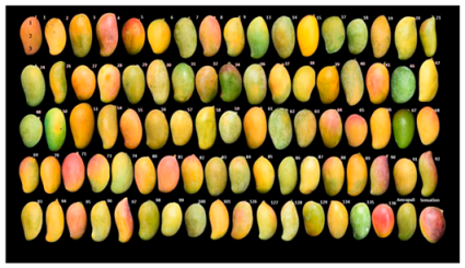 Agronomy 15 02283 i005