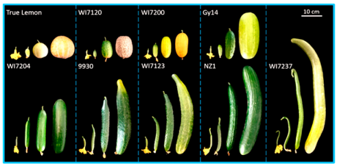 Agronomy 15 02283 i006