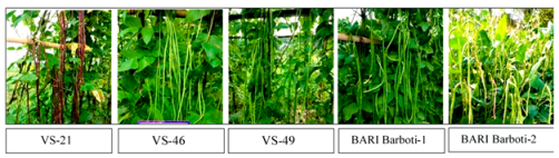 Agronomy 15 02283 i007