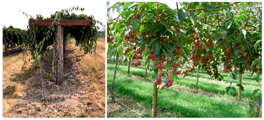 Agronomy 15 02283 i010