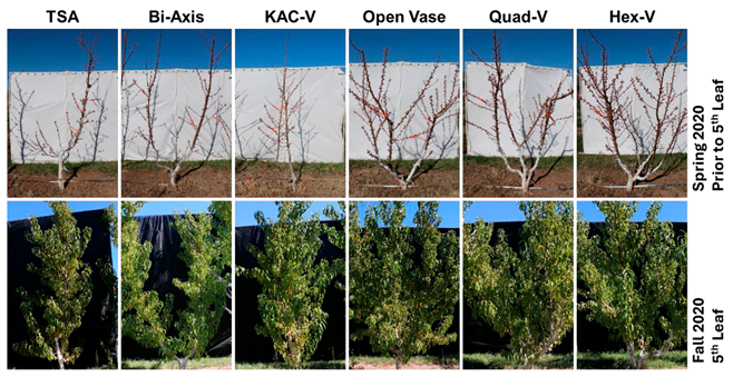 Agronomy 15 02283 i011