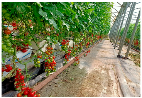 Agronomy 15 02283 i012