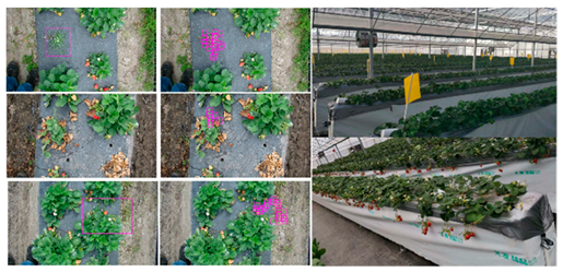 Agronomy 15 02283 i013