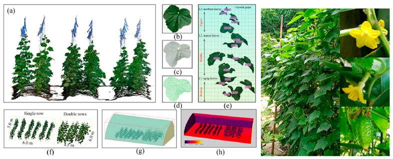 Agronomy 15 02283 i016