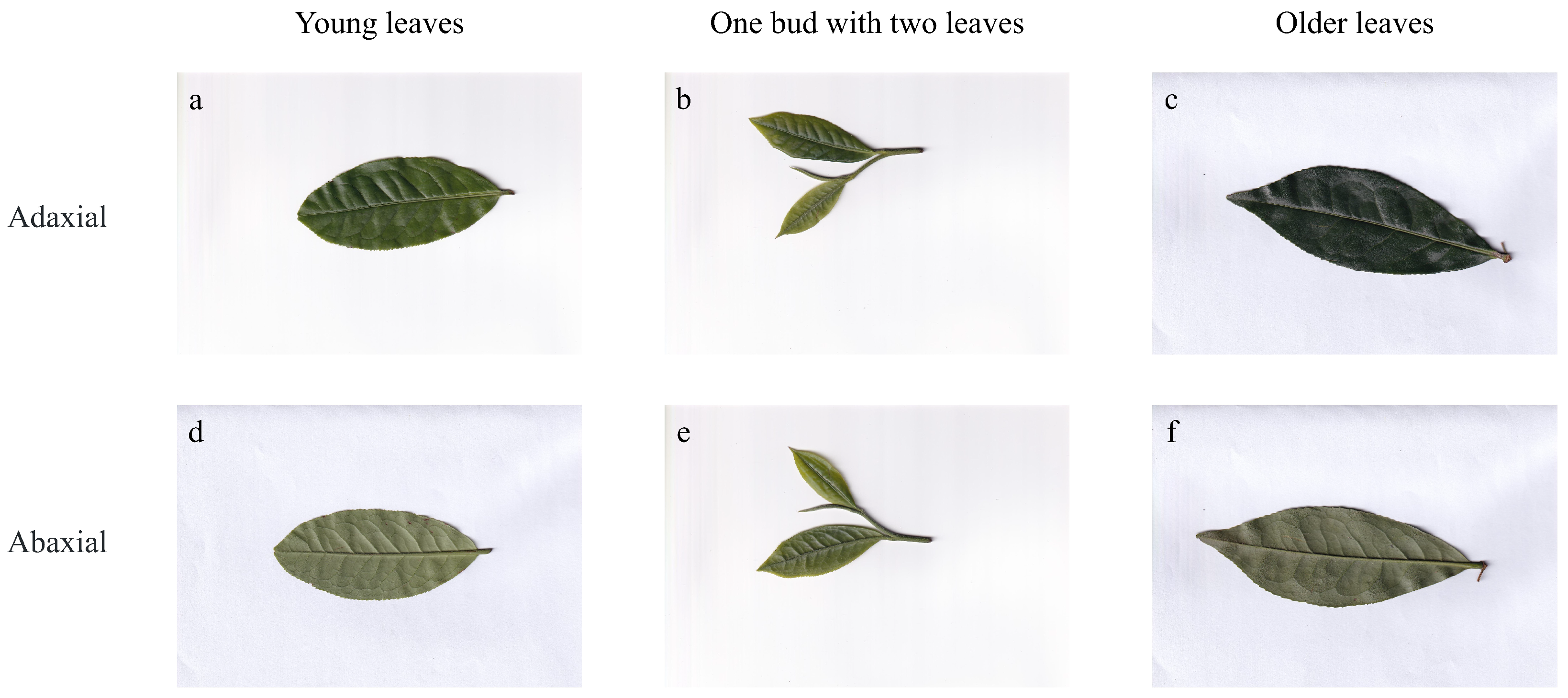 Agronomy 15 02355 g001 Agronomy 15 02355 g001