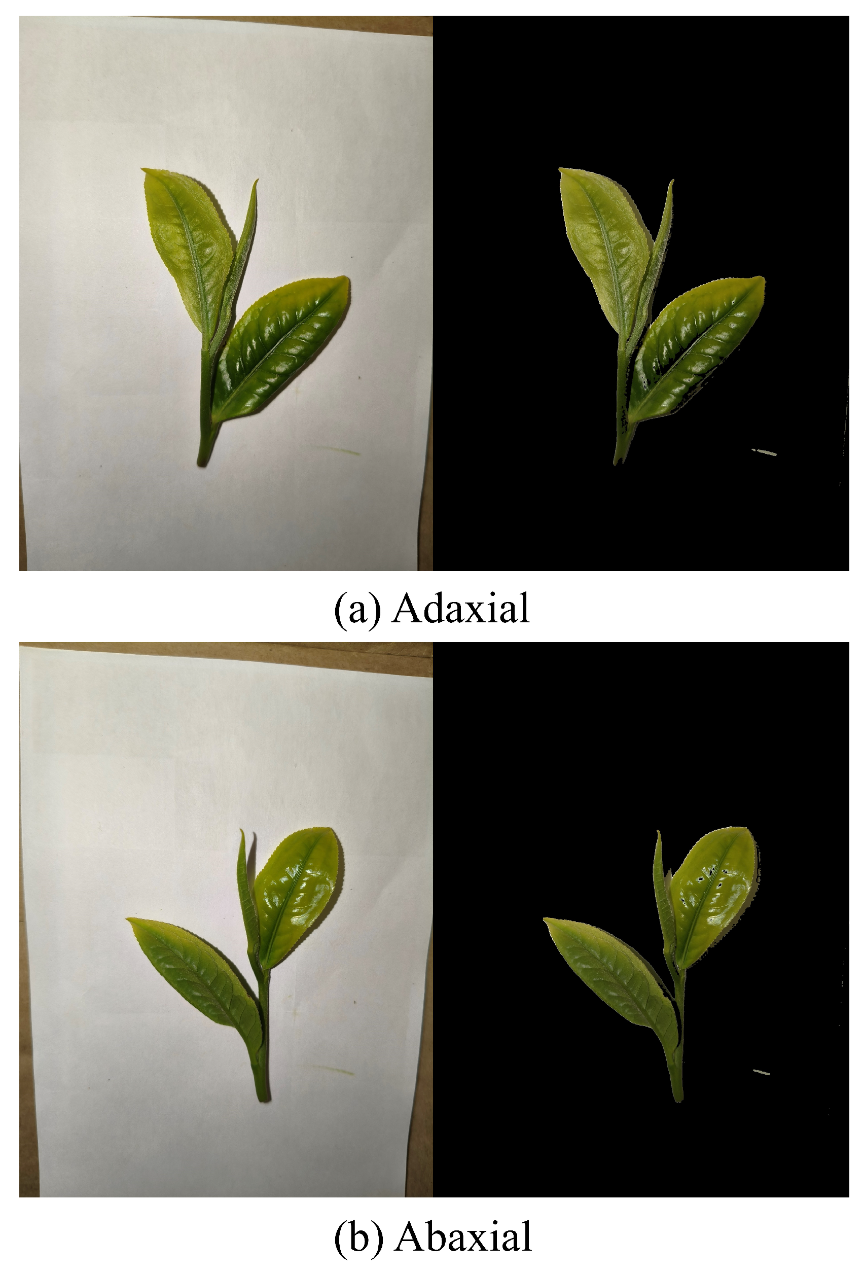 Agronomy 15 02355 g012 Agronomy 15 02355 g012