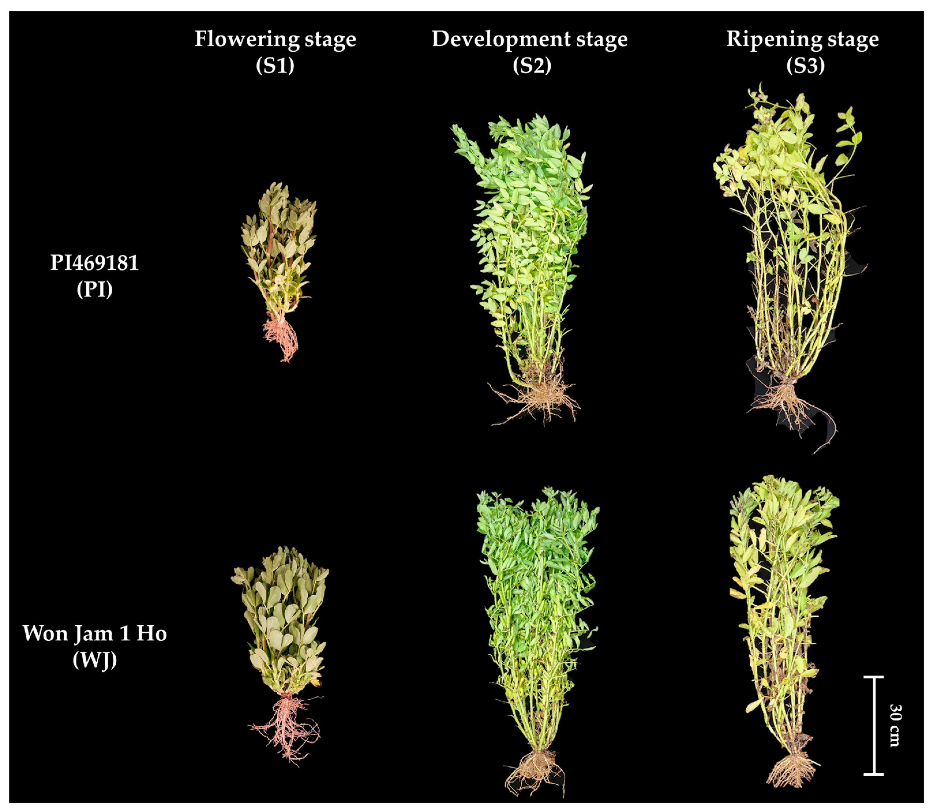 Agronomy 15 02473 g001