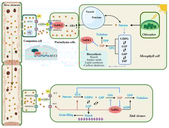 Agronomy 15 02621 g001