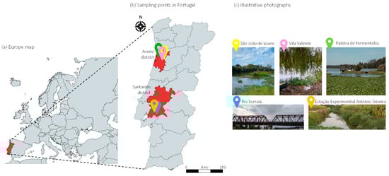 Map showing the (a) European location of Portugal, (b) geographical location of P. crassipes sampling sites in Portugal, with (c) corresponding illustrative photographs.