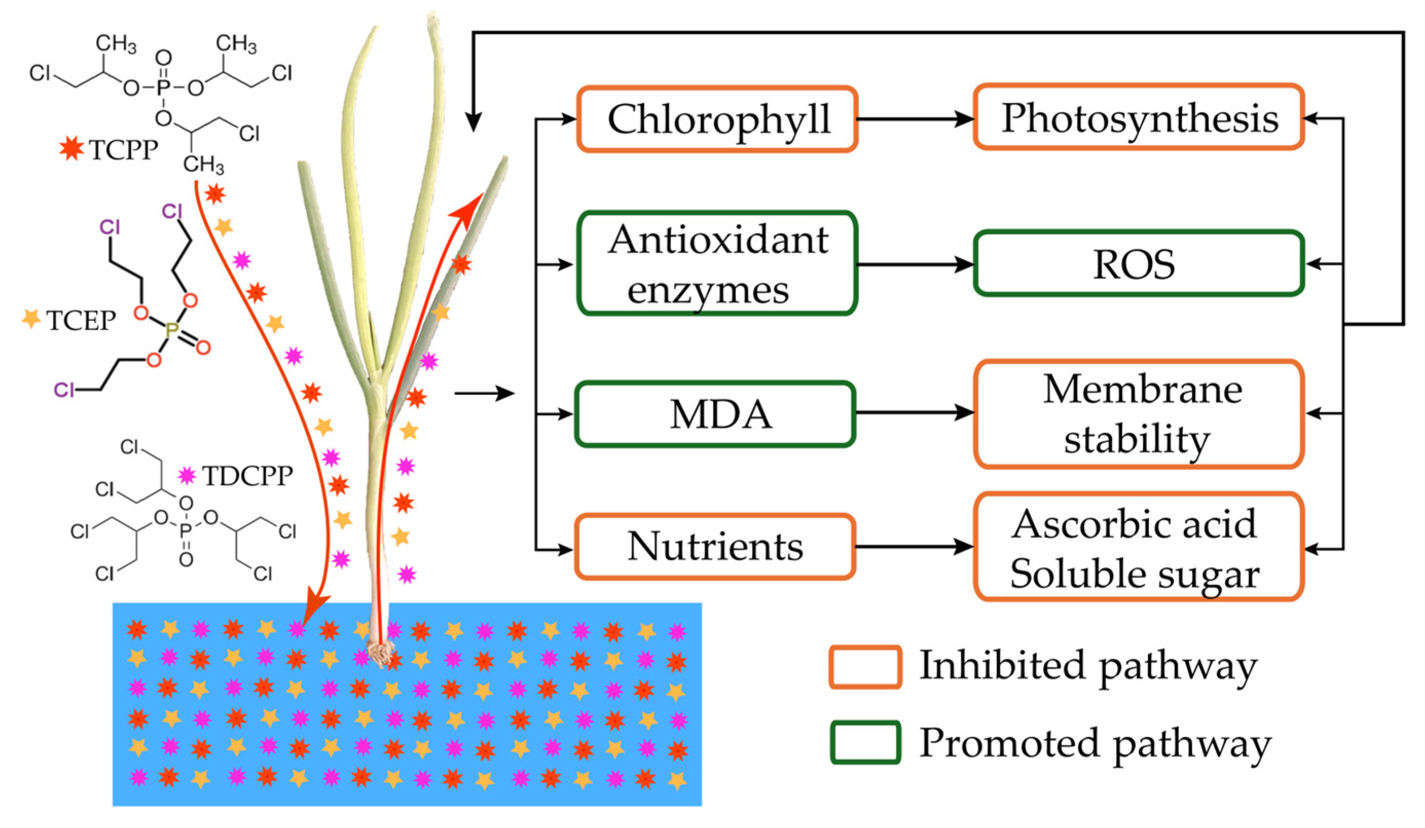 Agronomy 16 00007 g009 Agronomy 16 00007 g009