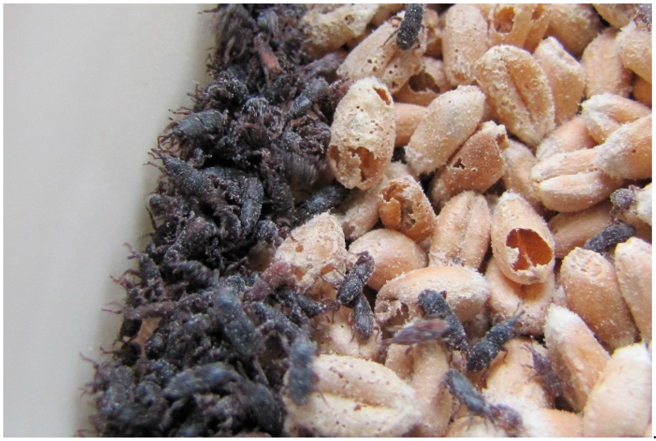 Agronomy 16 00039 g001