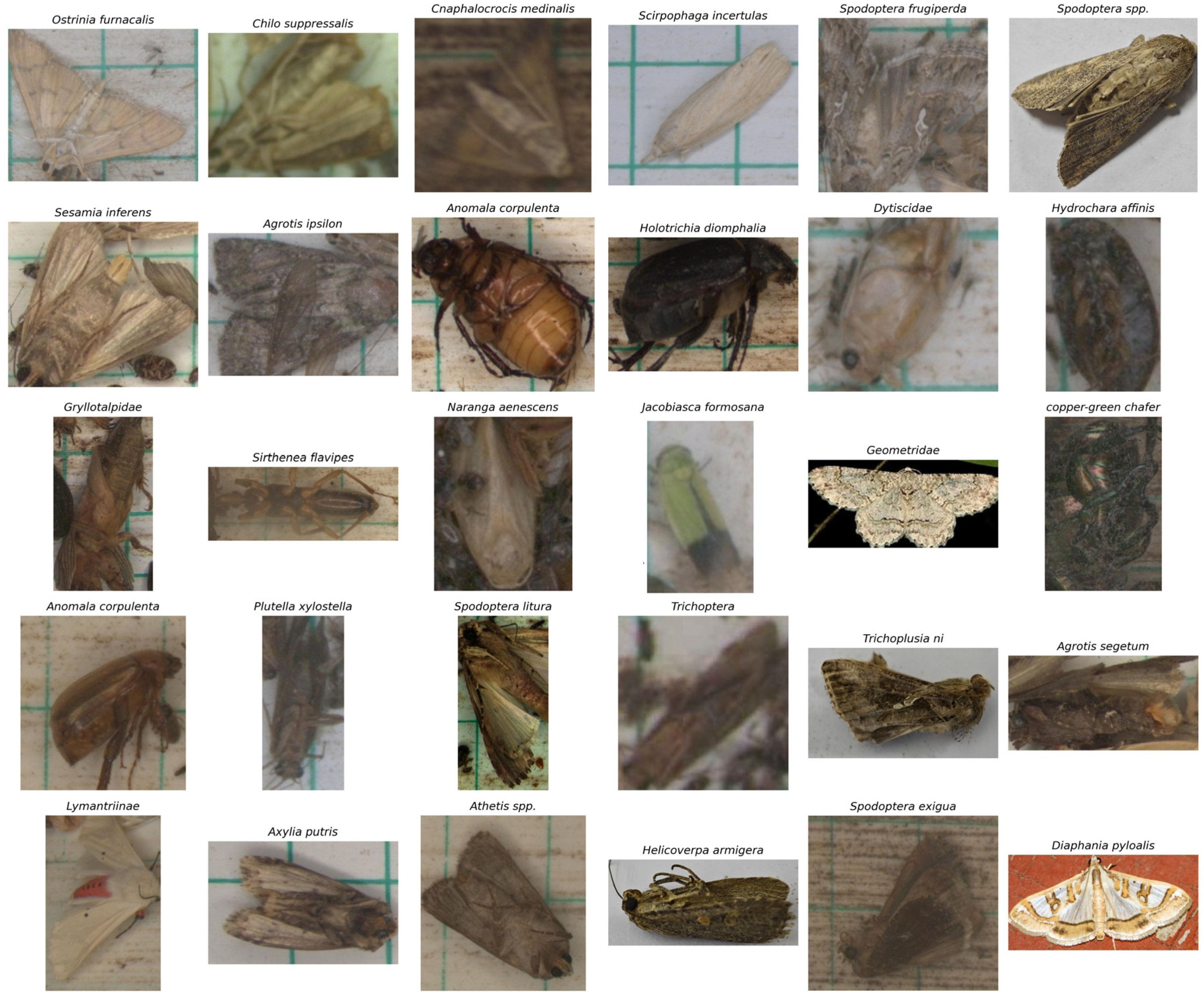 Agronomy 16 00053 g003