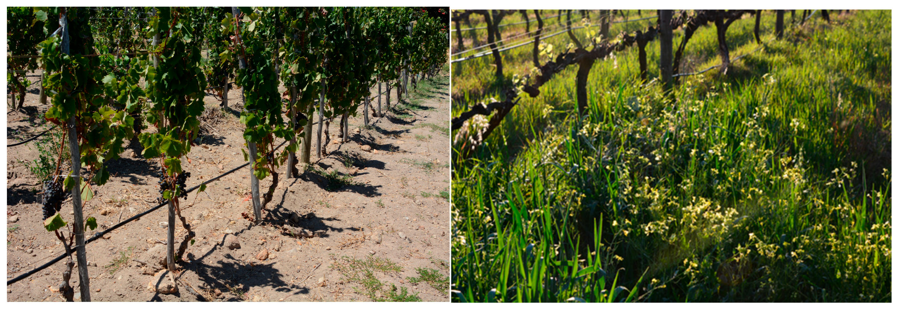 Agronomy 16 00057 g005