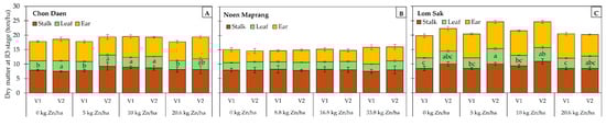 Dry matter accumulation in plant parts at the milking (R3) stage as influenced by the interaction effect of Zn application rates and maize varieties (V1: SW 5731, V2: SW 5819) at Chon Daen (A), Noen Maprang (B), Lom Sak (C) experimental sites in 2020. Data are mean values ± SE (n = 4). Different letters above the bars indicate significant differences in Zn application rates and maize varieties, as determined by the LSD test at p < 0.05.