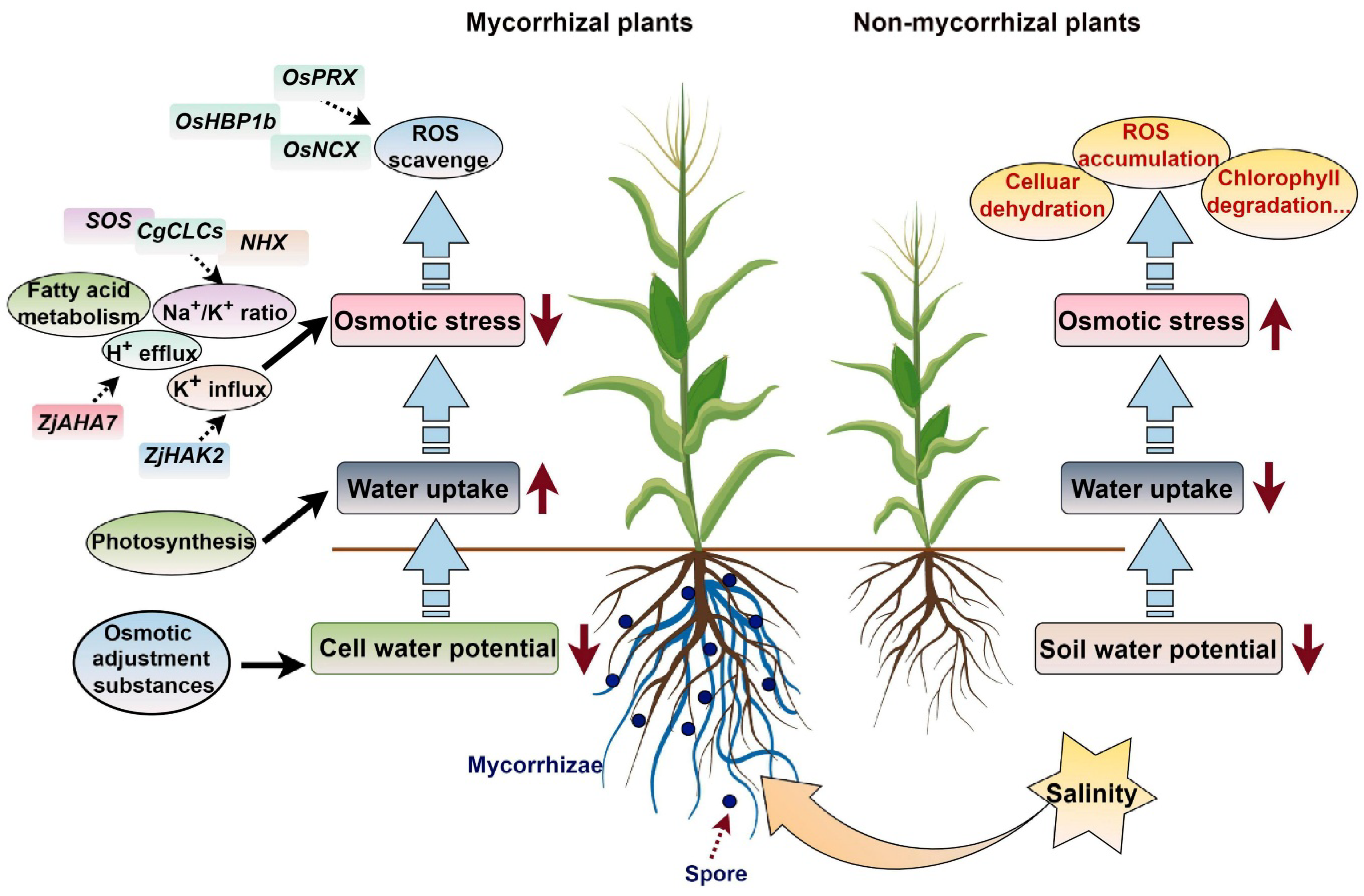 Agronomy 16 00113 g003