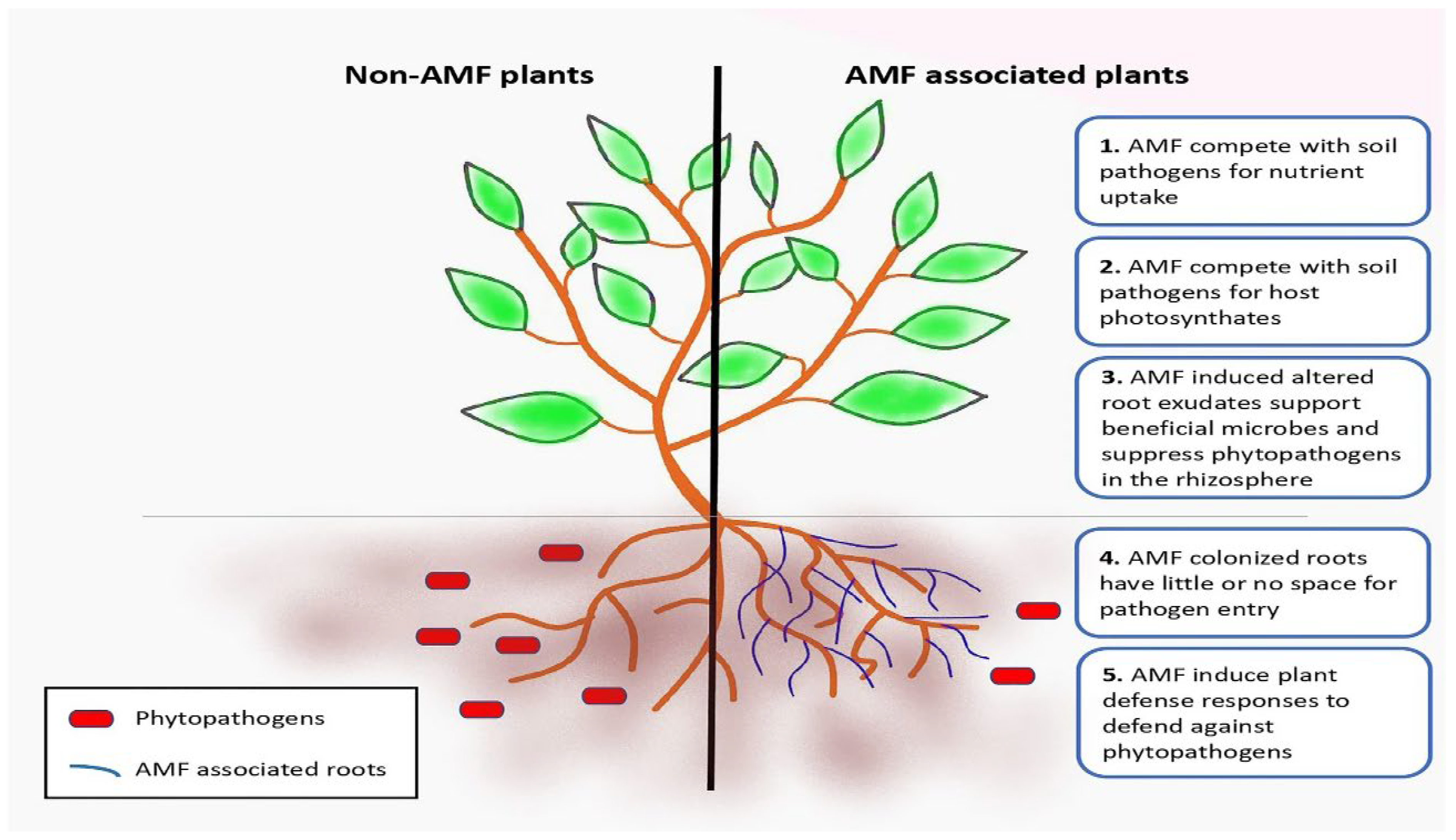 Agronomy 16 00113 g004