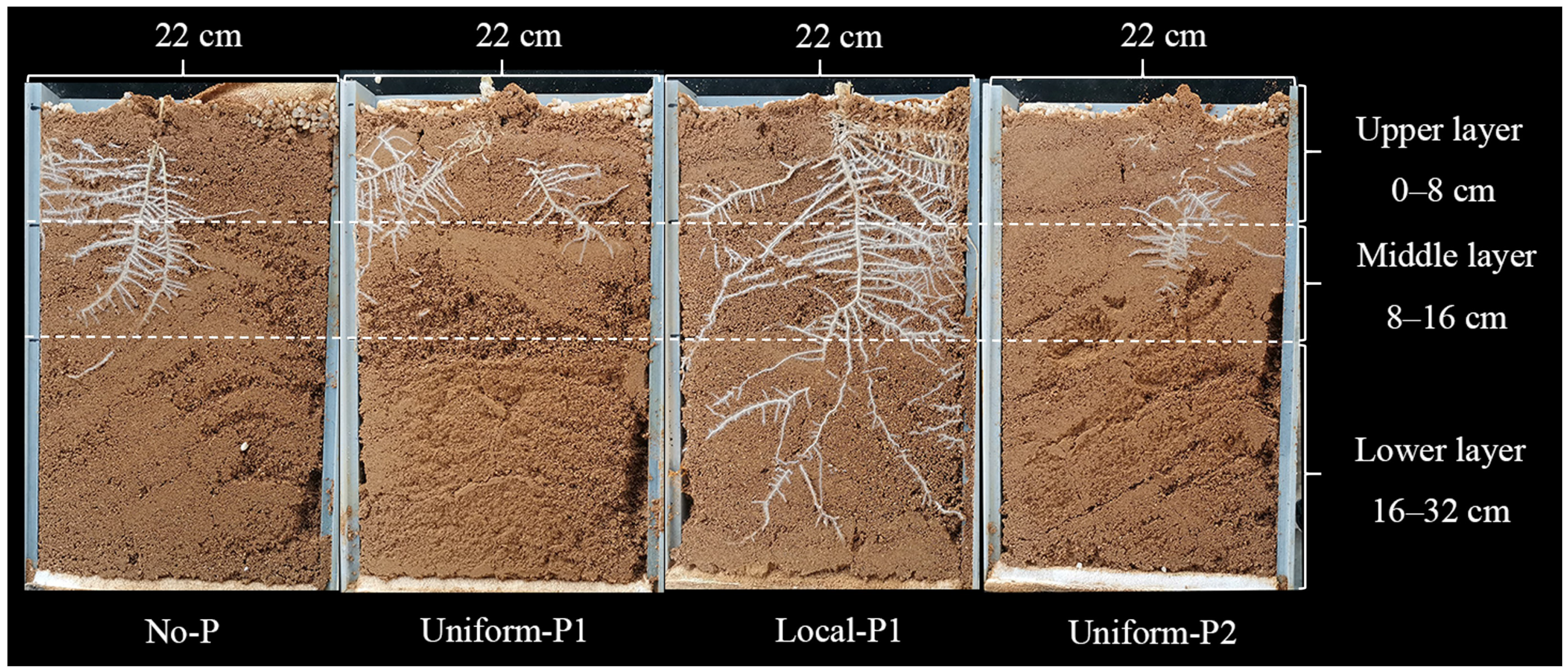 Agronomy 16 00173 g003 Agronomy 16 00173 g003