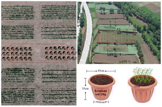 Schematic illustration of pot experiment layout. The red box indicates the experimental site and the potted plant sampling area.