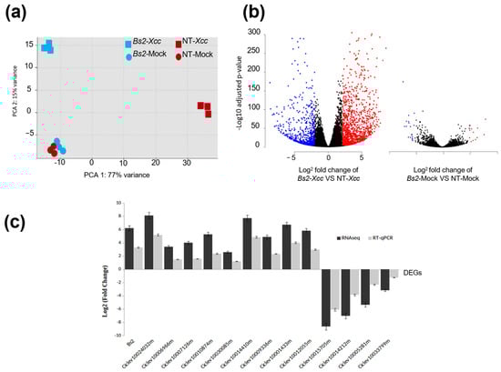 (a) Principal component analysis (PCA) of regularized log-transformed count data showing the first two principal components for Citrus sinensis Bs2- and non-transgenic (NT) plants at 48 h post-inoculation (hpi) with Xanthomonas citri pv. citri (Xcc) or mock-inoculated with 10 mM MgCl2. (b) Volcano plots showing up-regulated (red) and down-regulated (blue) genes in Bs2-plants relative to NT-plants at 48 hpi under Xcc-inoculated (left) and mock (right) conditions. Colored points represent differentially expressed genes (DEGs) with α = 0.05 and log2FC > 2. Black dots represent genes that did not meet these differential expression criteria. The y-axis represents the negative log10 of the false discovery rate (−log10 FDR), and the x-axis shows the log2 fold change (log2FC) derived from RNA-seq data of three independent biological replicates. FC, fold change; FDR, false discovery rate. (c) Comparative analysis between qRT–PCR and RNA-seq expression profiles. Log2-transformed relative mRNA levels of DEGs obtained by RNA-seq were validated by qRT–PCR for defense-related genes in C. sinensis Bs2-plants at 48 hpi with Xcc. The Citrus β-actin transcript was used as an internal reference gene, and non-inoculated Bs2-plants served as calibrators. Values represent means ± standard deviation (SD) from three independent biological replicates. Ciclev IDs and their corresponding annotations are listed in Supplementary Table S2.