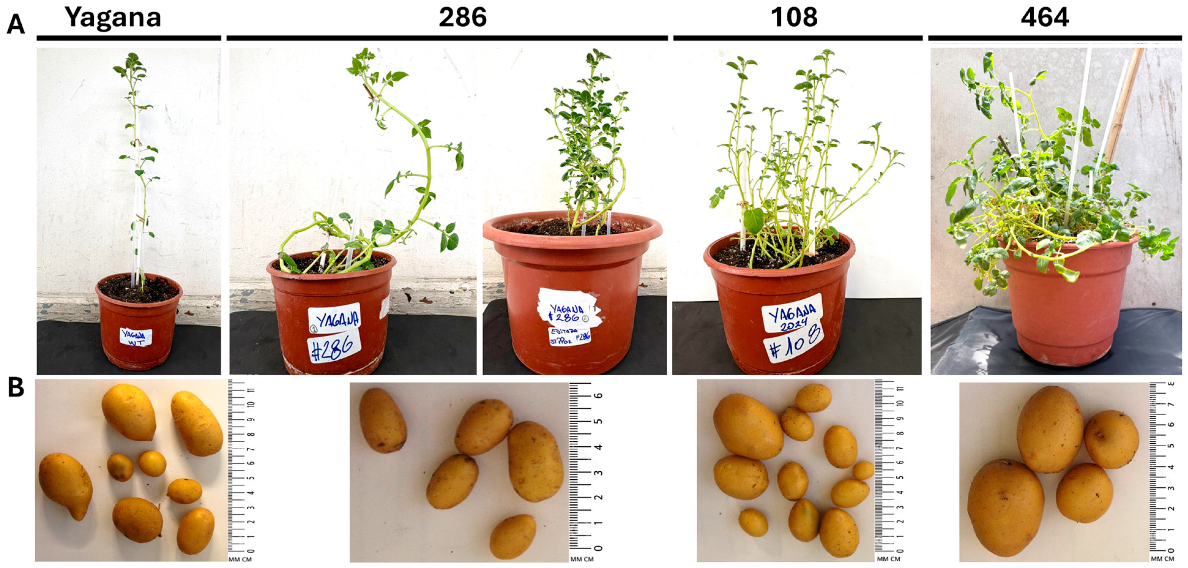 Agronomy 16 00216 g001 Agronomy 16 00216 g001