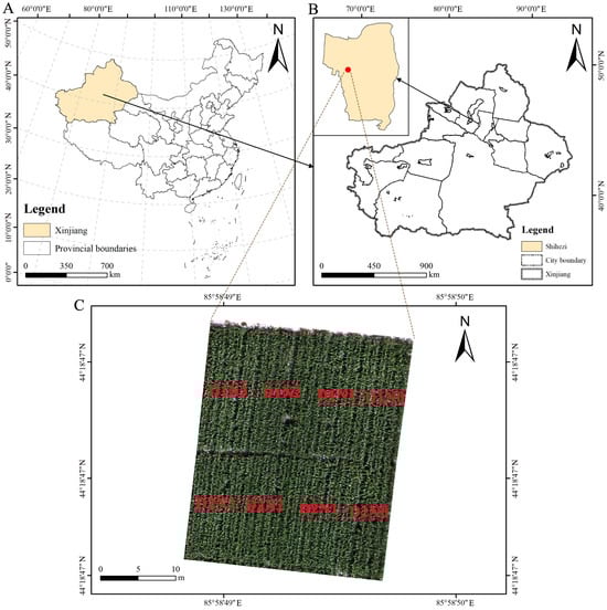 Overview of the study region (The map uses the WGS 1984 geographic coordinate system). (A) Location of the study area. (B) The experimental field is located at the Experimental Site of the Academy of Agricultural Reclamation Sciences in Shihezi City, Xinjiang Uygur Autonomous Region, China. (C) The distribution of the experimental field area.