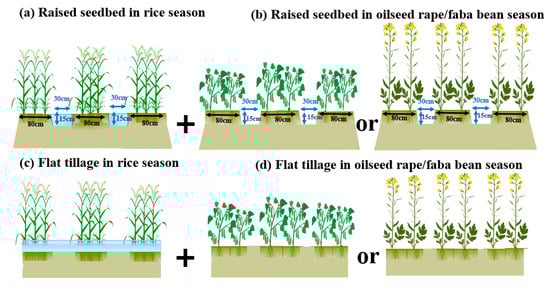 Schematic diagram of tillage and rotation systems.