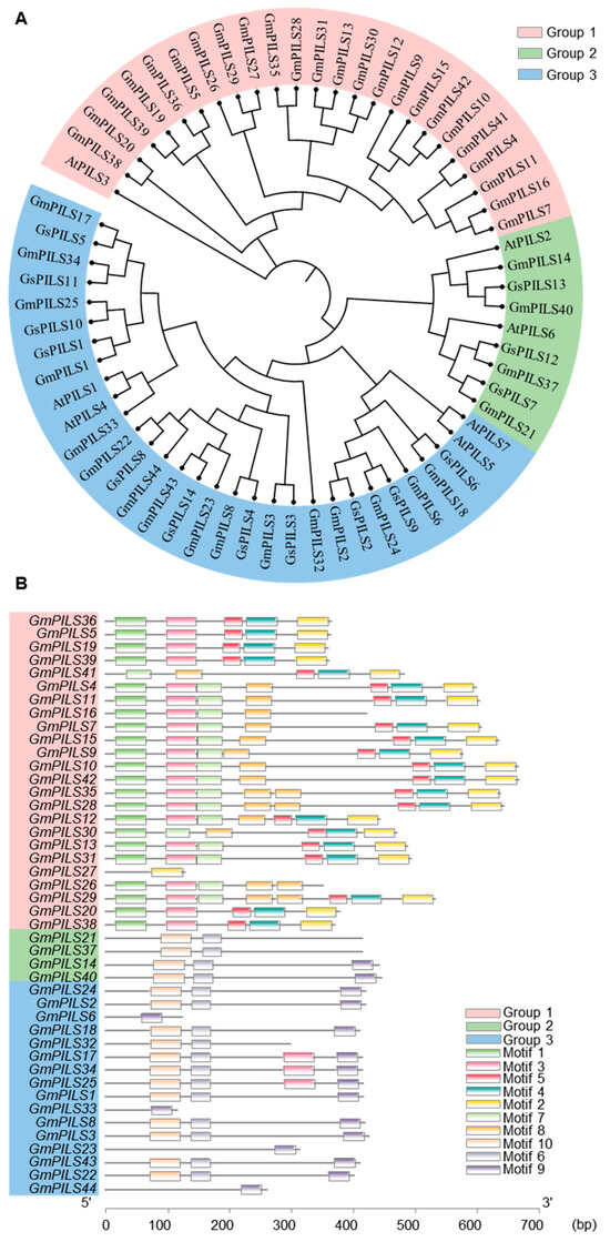 Phylogenetic and conservative motif analyses of PILS genes. (A) Phylogenetic analyses of PILS genes in Glycine max, Glycine soja and Arabidopsis thaliana. The sequence data of PILS genes in Glycine max was used as the reference genome of ‘Williams 82’ (Wm82). The sequence data of PILS genes in Glycine soja was used as the reference genome of ‘PI 483463’. The sequence data of PILS genes in the Glycine max and Glycine soja were downloaded from the Phytozome database, https://phytozome-next.jgi.doe.gov/ (accessed on 21 October 2025). And the PILS genes in Arabidopsis thaliana was download from the TAIR database. https://www.arabidopsis.org/ (accessed on 23 October 2025). (B) Conservative motif analysis of soybean GmPILS genes. The sequence data were downloaded from Phytozome database.