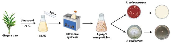 Schematic of the synthesis and antimicrobial application of Ag/AgCl-NPs against soil-borne pathogens.