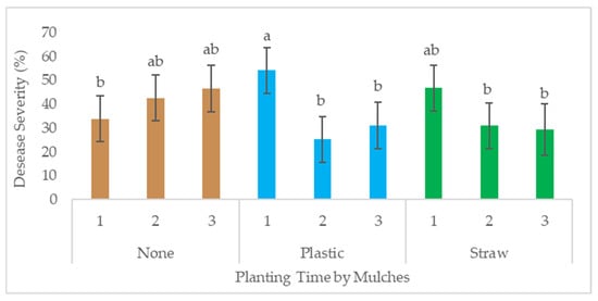 Average percent southern blight disease severity of floral hemp grown under three mulch treatments (black plastic, straw mulch, and no-mulch control) at three different planting times (1, 2, and 3) in 2022 at the Tennessee State University research farm. Error bars are ±s.e. means of bars followed by the same letter are not significantly different (LSD, alpha = 0.05).