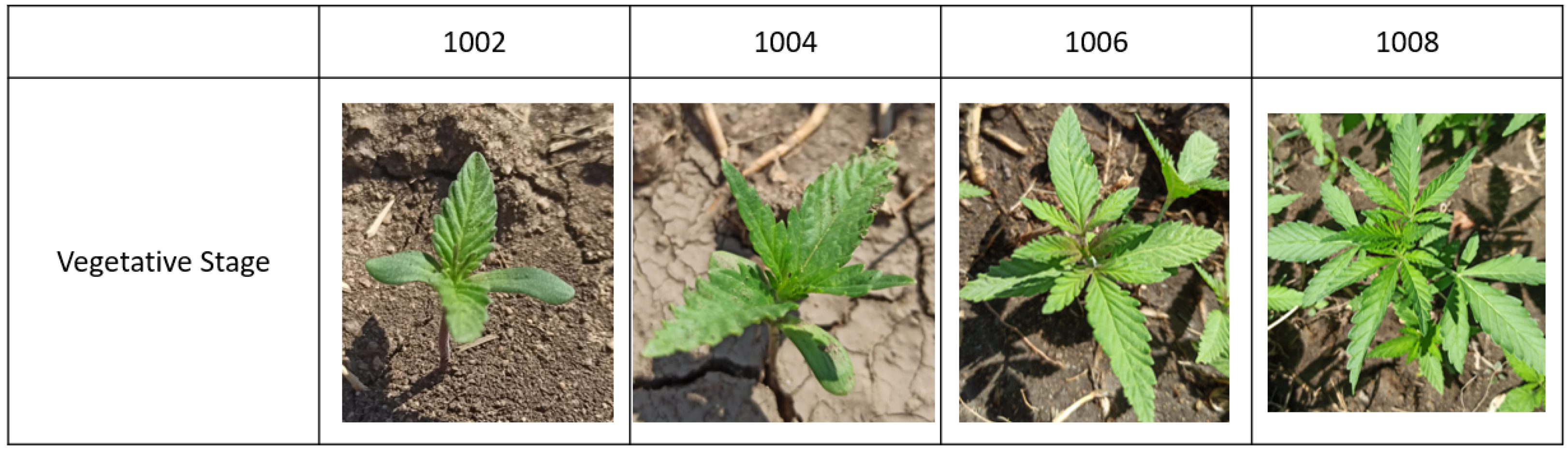 Agronomy 16 00271 g002 Agronomy 16 00271 g002