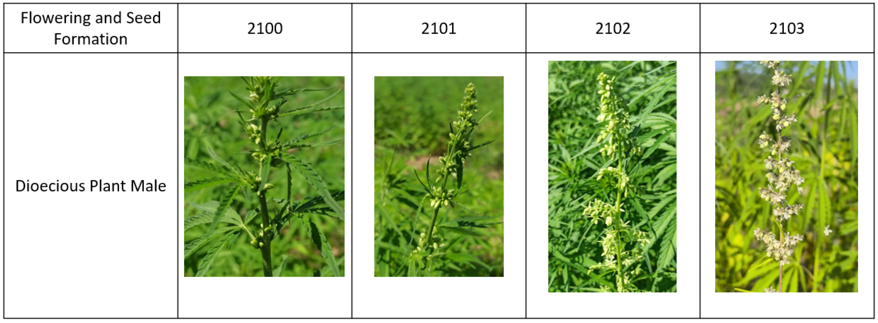 Agronomy 16 00271 g003 Agronomy 16 00271 g003