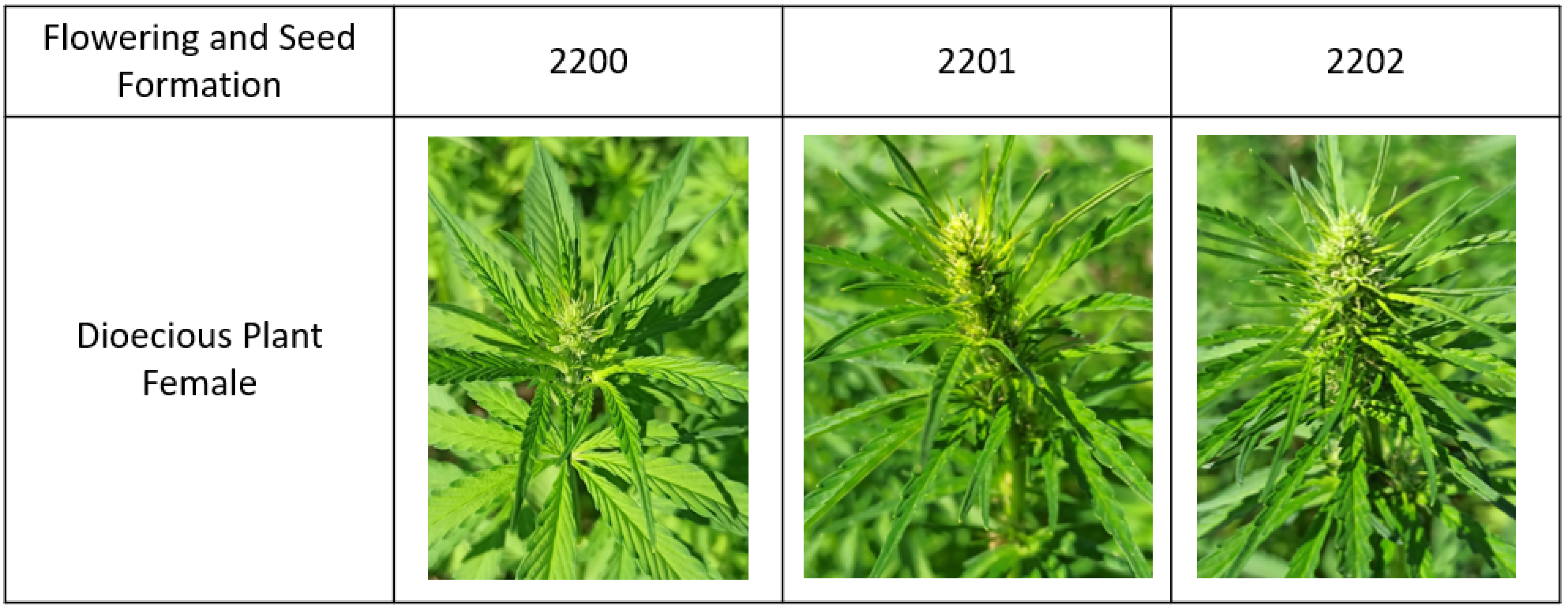 Agronomy 16 00271 g004 Agronomy 16 00271 g004