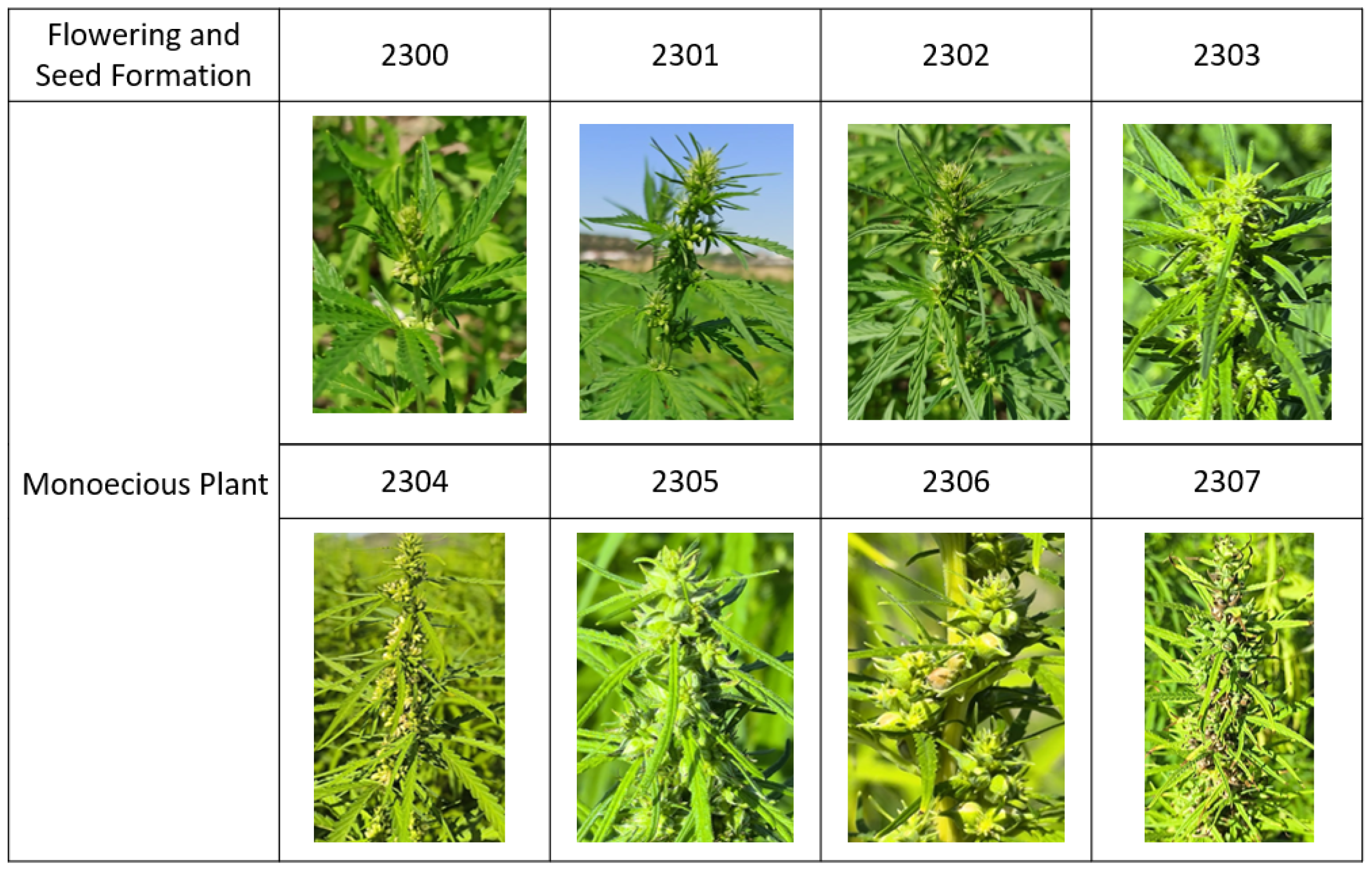 Agronomy 16 00271 g005 Agronomy 16 00271 g005