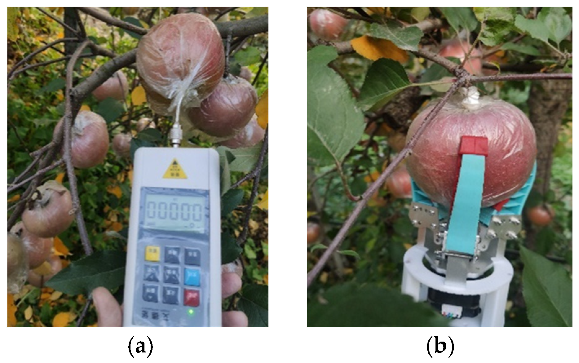 Agronomy 16 00272 g006 Agronomy 16 00272 g006