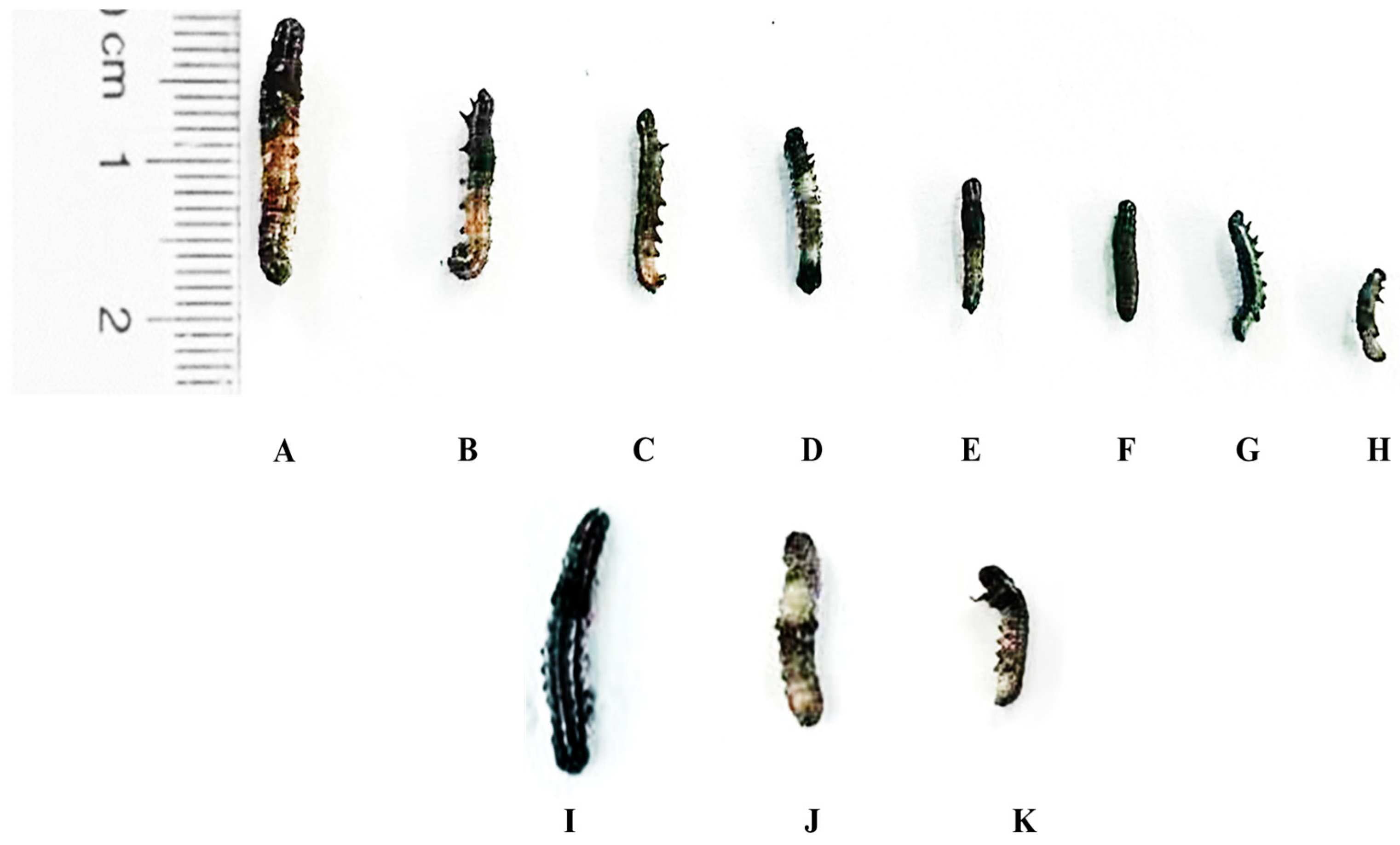 Agronomy 16 00308 g002 Agronomy 16 00308 g002