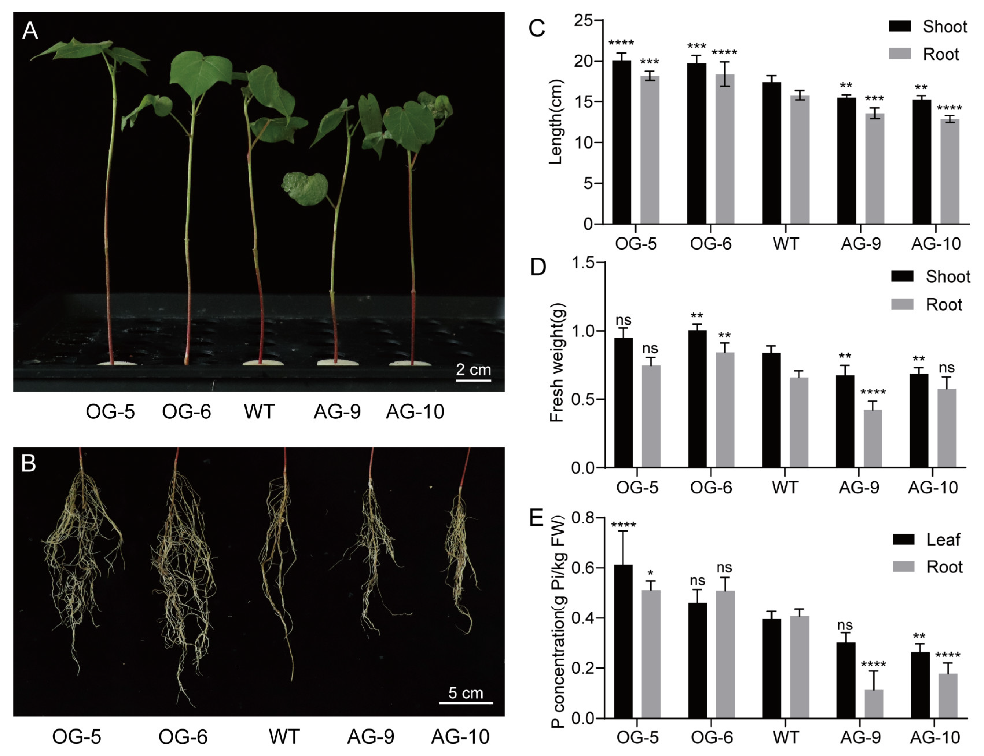 Agronomy 16 00324 g005
