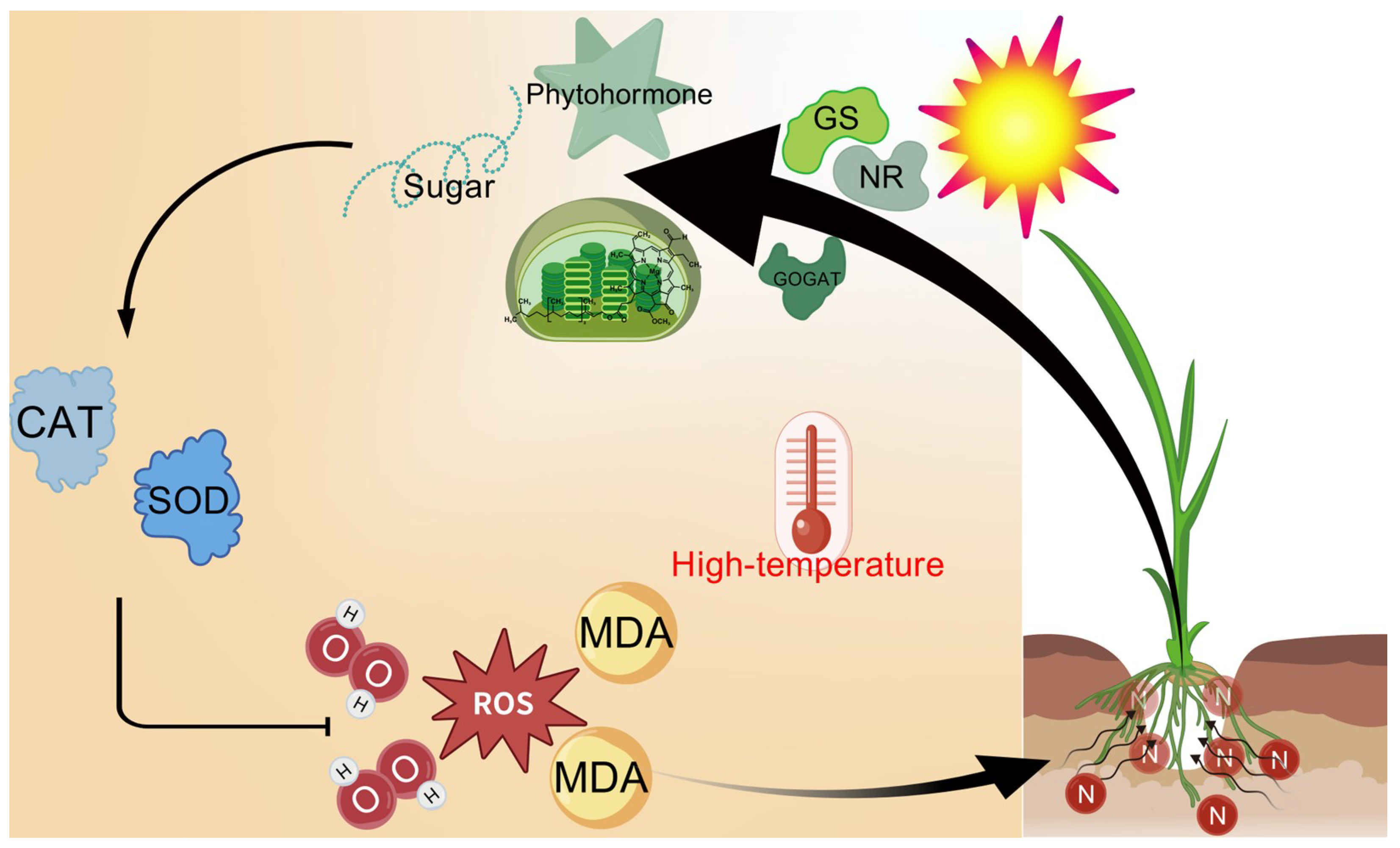 Agronomy 16 00352 g008 Agronomy 16 00352 g008