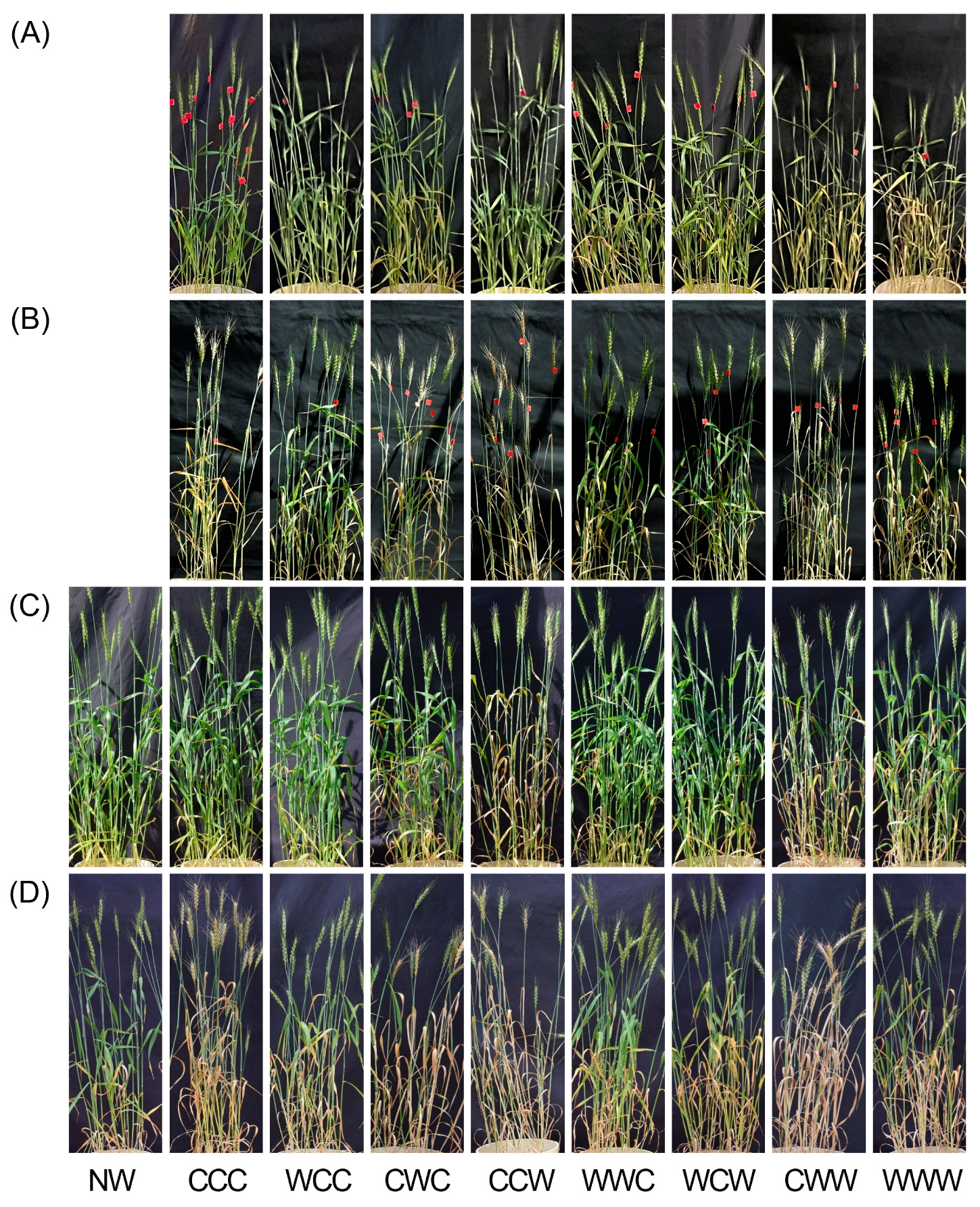 Agronomy 16 00362 g003 Agronomy 16 00362 g003
