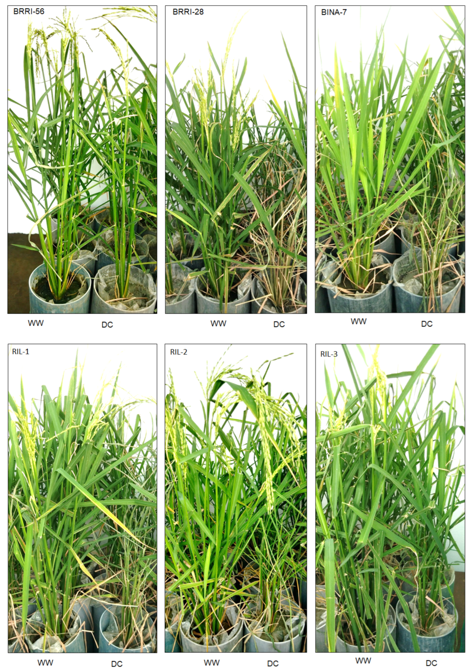 Agronomy 16 00575 g002 Agronomy 16 00575 g002