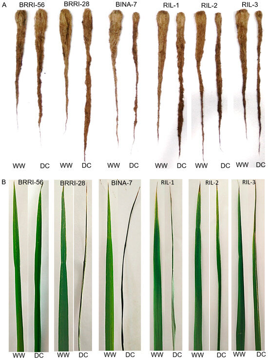 Agronomy 16 00575 g003a Agronomy 16 00575 g003a