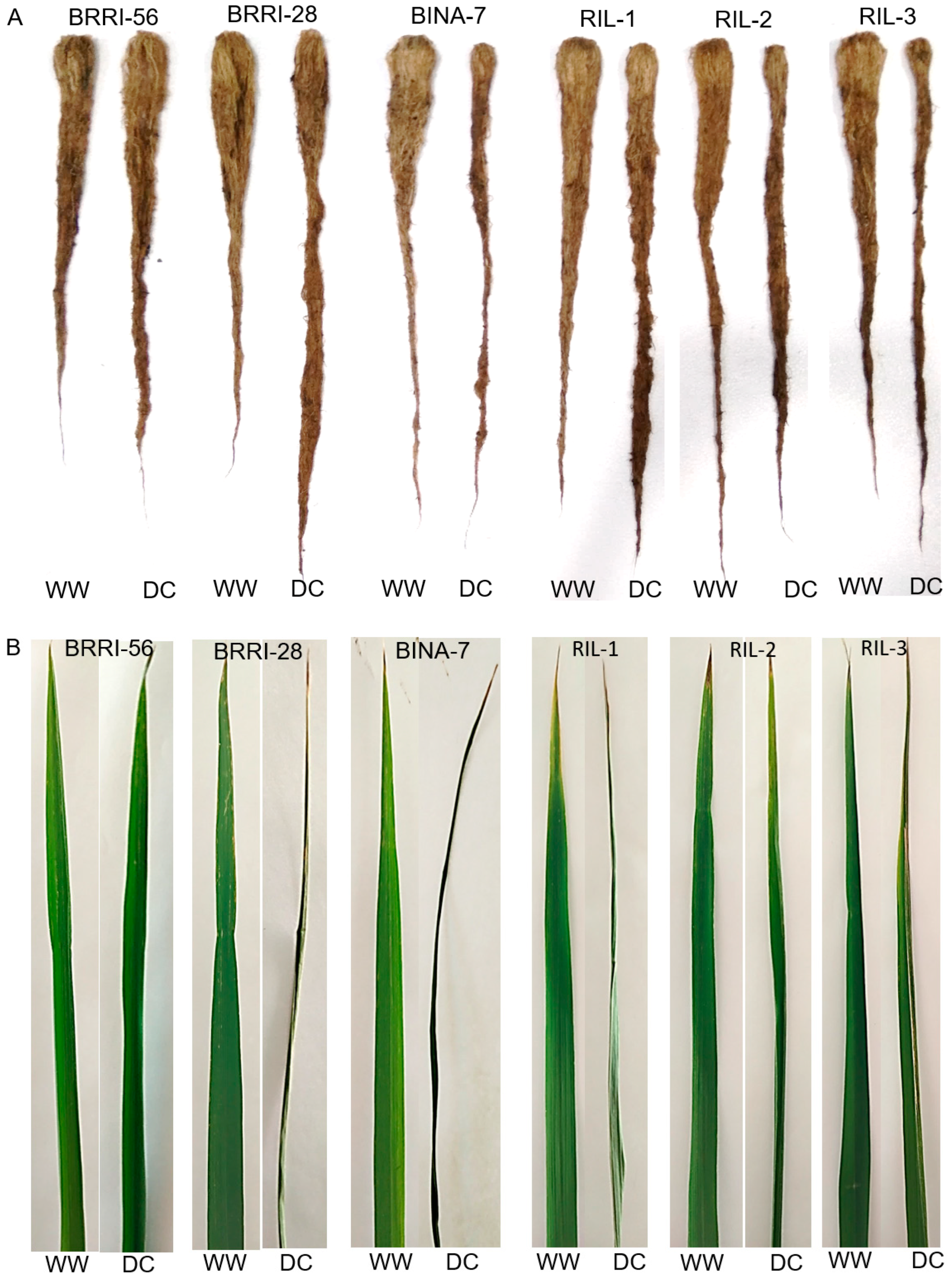 Agronomy 16 00575 g003a Agronomy 16 00575 g003a