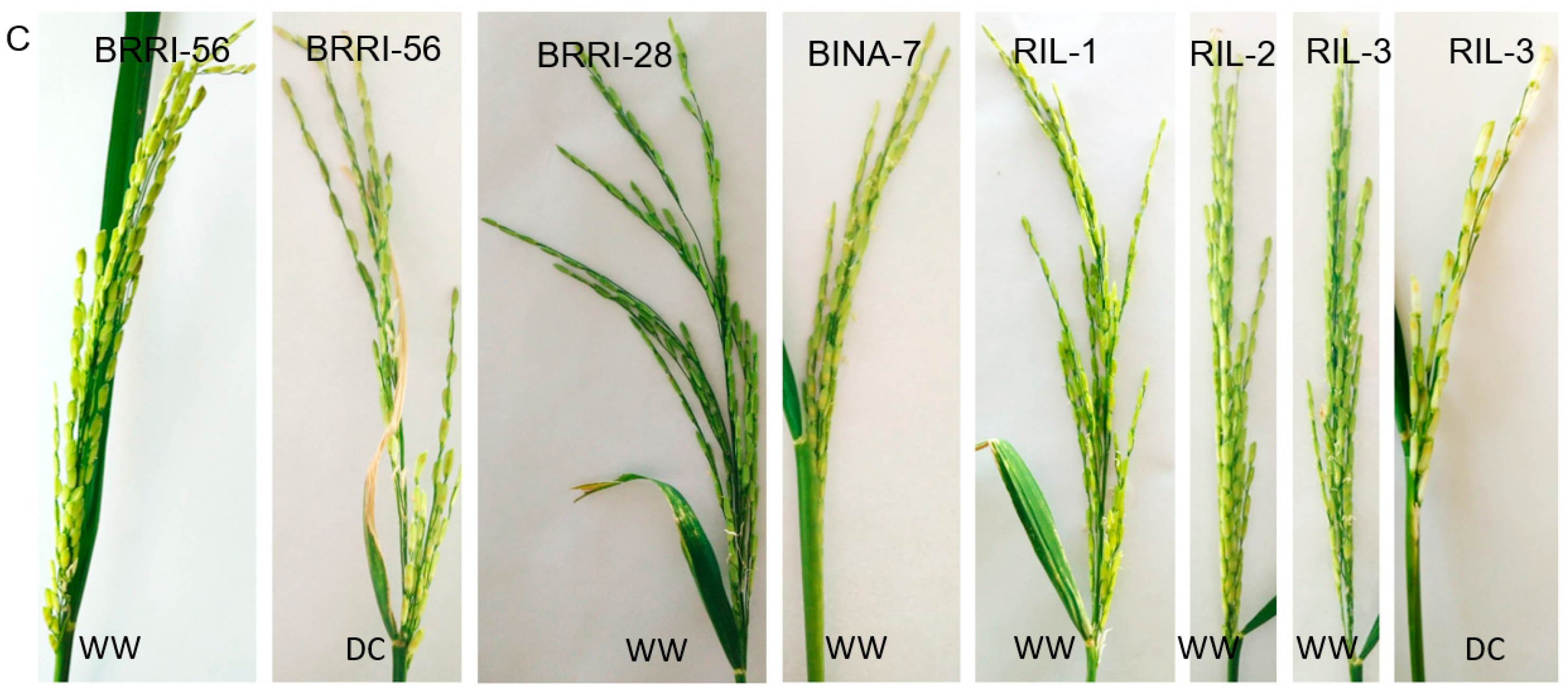 Agronomy 16 00575 g003b Agronomy 16 00575 g003b
