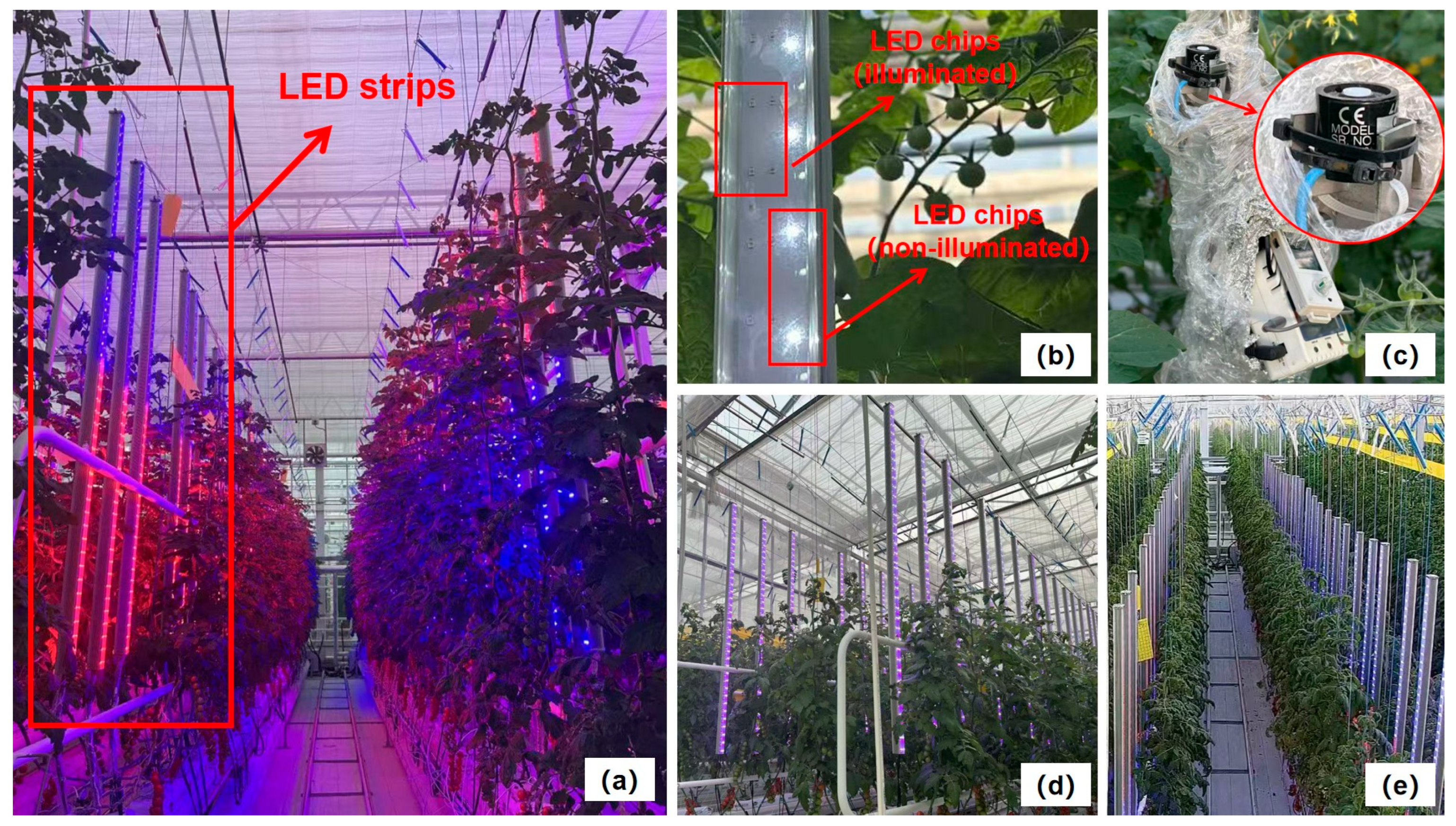 Agronomy 16 00604 g001 Agronomy 16 00604 g001