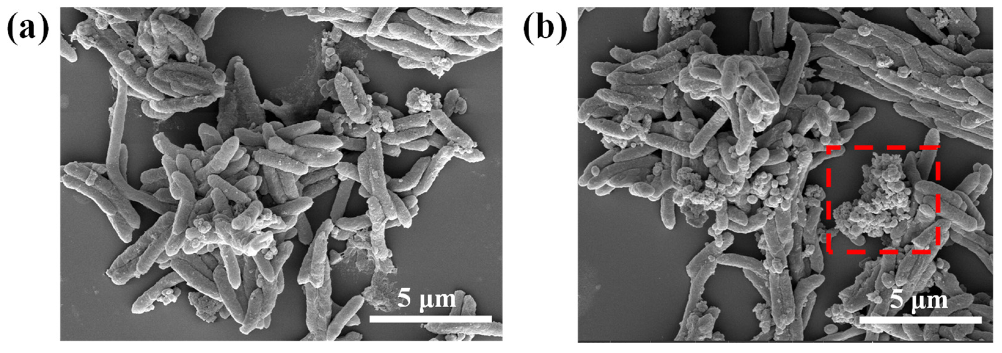 Agronomy 16 00641 g003