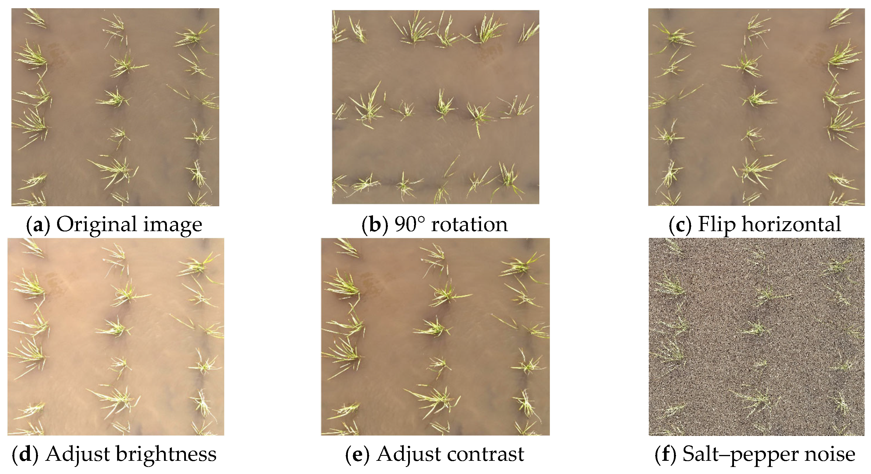 Agronomy 16 00678 g002 Agronomy 16 00678 g002