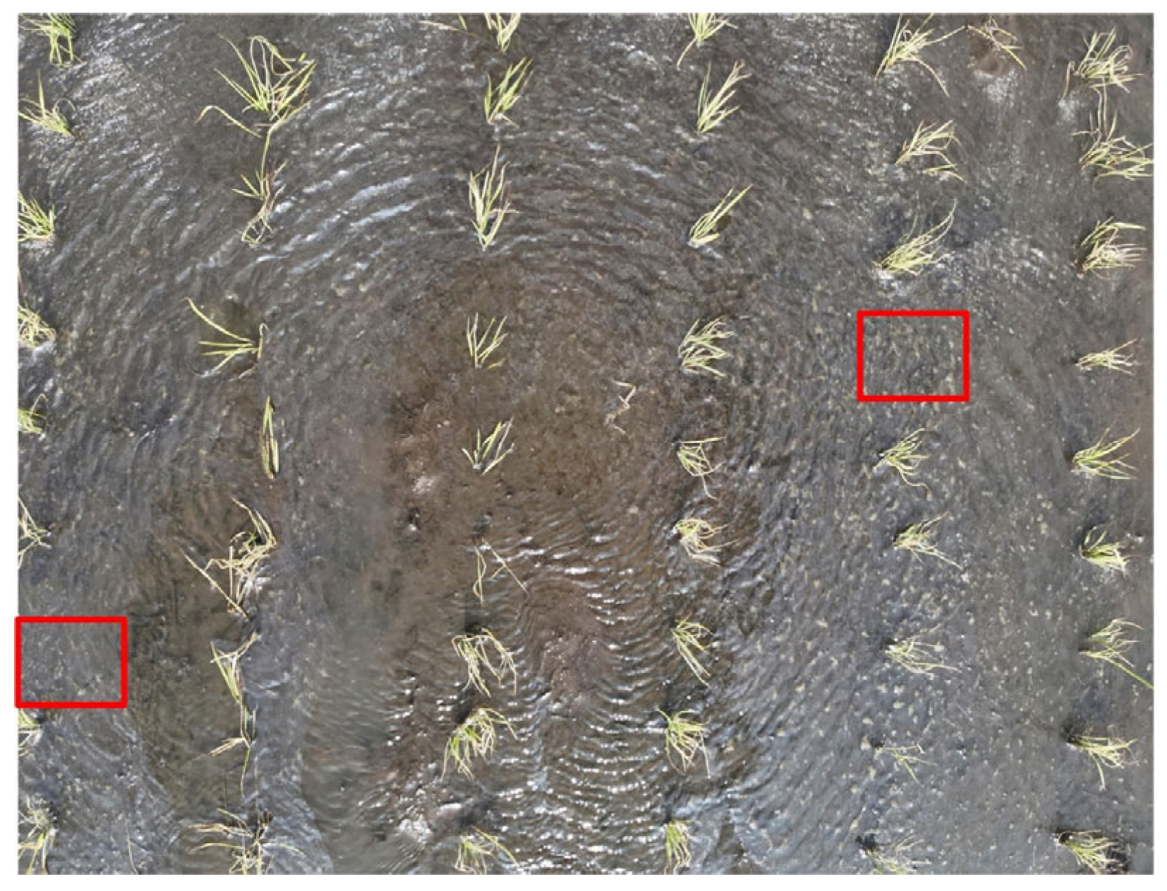 Agronomy 16 00678 g011 Agronomy 16 00678 g011
